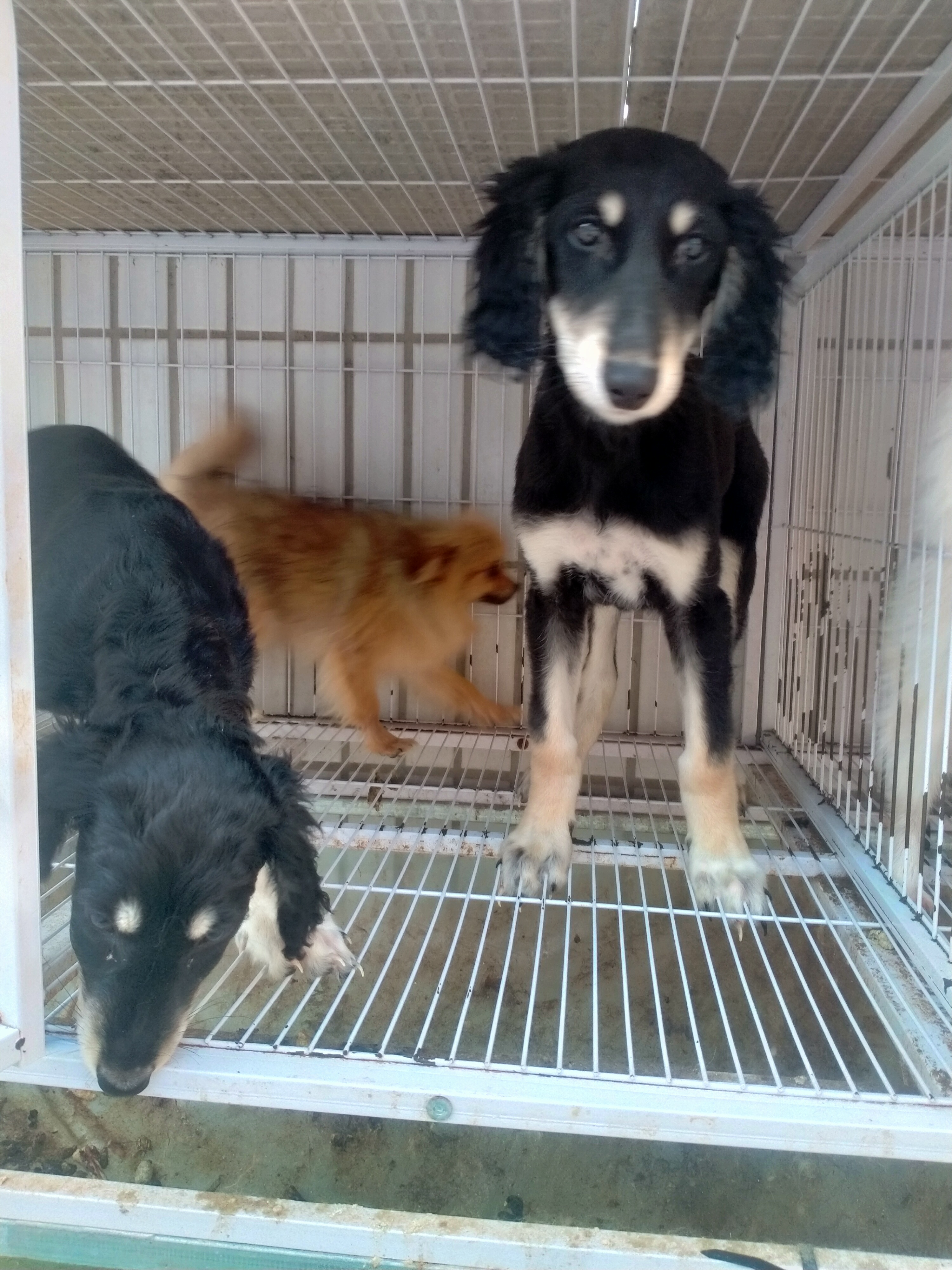 萨路基猎犬，一公一母自己繁殖疫苗齐全